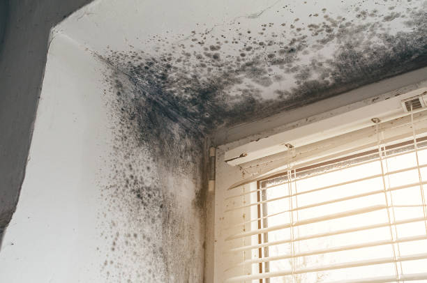 Affordable Mold Removal solutions in Milton, GA