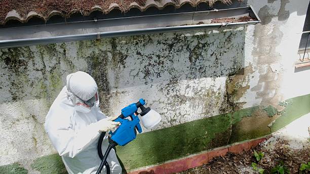 Top rated local Mold Removal specialists in Milton, GA
